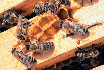Les bienfaits de la gelée royale pour aider à surmonter votre fatigue